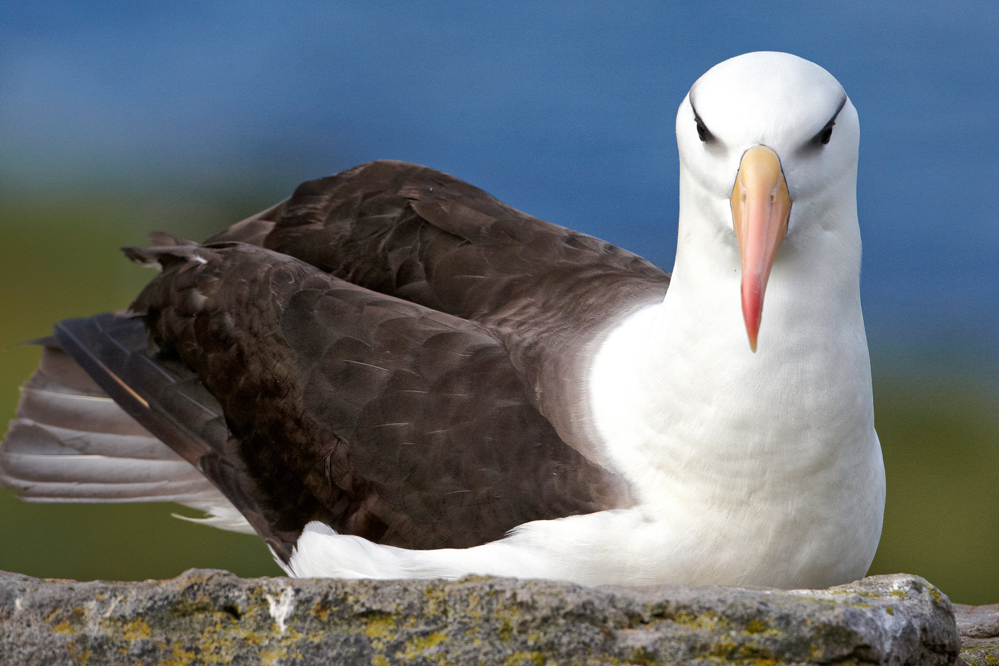 black-browed albatross